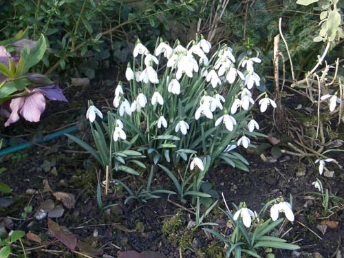 SnowdropsFeb05-17
