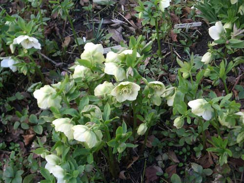 SnowdropsFeb05-21