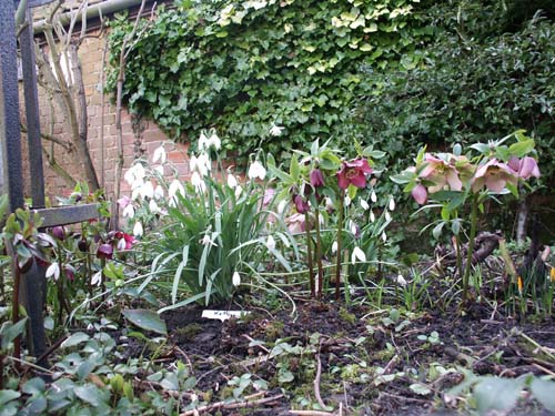 SnowdropsFeb05-22